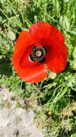 Fotografia da espécie Papaver rhoeas