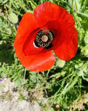 Fotografia 14 da espécie Papaver rhoeas no Jardim Botânico UTAD