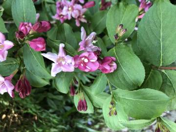 Fotografia da espécie Weigela florida