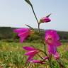 Fotografia 22 da espécie Gladiolus italicus do Jardim Botânico UTAD
