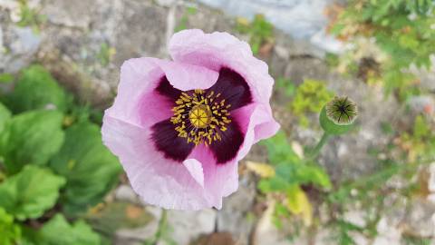 Fotografia da espécie Papaver somniferum subesp. somniferum