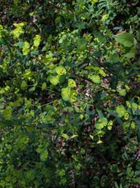 Fotografia da espécie Euphorbia amygdaloides subesp. amygdaloides