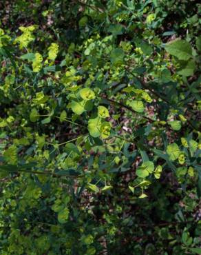 Fotografia 10 da espécie Euphorbia amygdaloides subesp. amygdaloides no Jardim Botânico UTAD