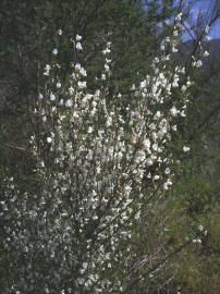 Fotografia da espécie Cytisus multiflorus