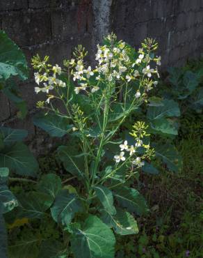 Fotografia 11 da espécie Brassica oleracea no Jardim Botânico UTAD