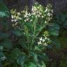 Fotografia 11 da espécie Brassica oleracea do Jardim Botânico UTAD