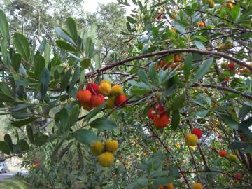 Fotografia da espécie Arbutus unedo