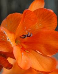 Crocosmia × crocosmiiflora