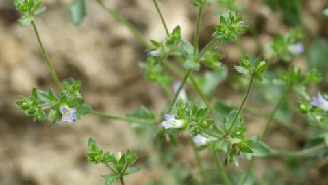 Fotografia da espécie Campanula erinus