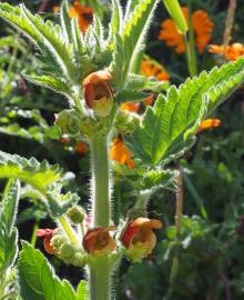 Fotografia da espécie Scrophularia grandiflora