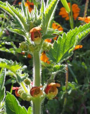 Fotografia 10 da espécie Scrophularia grandiflora no Jardim Botânico UTAD