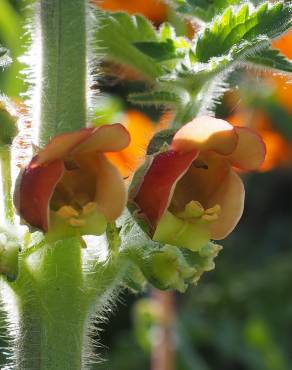 Fotografia 11 da espécie Scrophularia grandiflora no Jardim Botânico UTAD