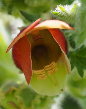 Fotografia 12 da espécie Scrophularia grandiflora no Jardim Botânico UTAD