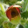 Fotografia 12 da espécie Scrophularia grandiflora do Jardim Botânico UTAD