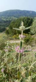 Fotografia da espécie Phlomis purpurea