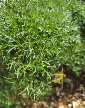 Fotografia 5 da espécie Ferula communis subesp. catalaunica no Jardim Botânico UTAD