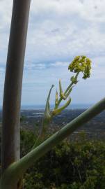 Fotografia da espécie Ferula communis subesp. catalaunica