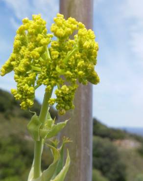 Fotografia 7 da espécie Ferula communis subesp. catalaunica no Jardim Botânico UTAD