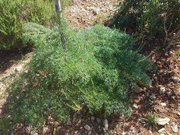 Fotografia da espécie Ferula communis subesp. catalaunica