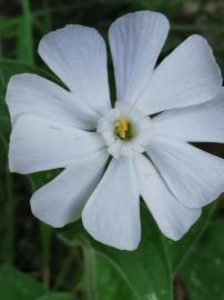 Fotografia da espécie Silene latifolia