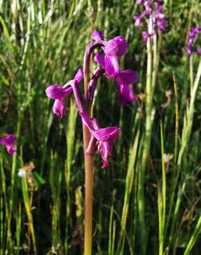 Fotografia 17 da espécie Orchis morio no Jardim Botânico UTAD