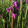 Fotografia 17 da espécie Orchis morio do Jardim Botânico UTAD