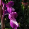 Fotografia 18 da espécie Orchis morio do Jardim Botânico UTAD