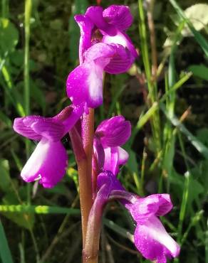 Fotografia 19 da espécie Orchis morio no Jardim Botânico UTAD