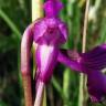Fotografia 21 da espécie Orchis morio do Jardim Botânico UTAD