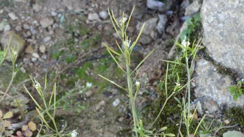 Fotografia da espécie Cardamine hirsuta