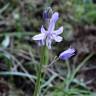 Fotografia 7 da espécie Hyacinthoides paivae do Jardim Botânico UTAD