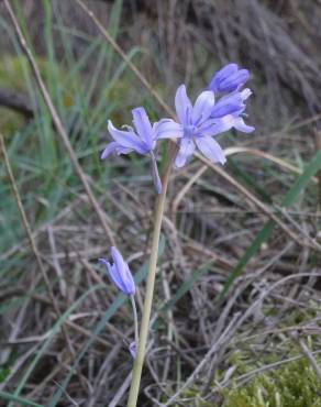 Fotografia 8 da espécie Hyacinthoides paivae no Jardim Botânico UTAD