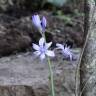 Fotografia 9 da espécie Hyacinthoides paivae do Jardim Botânico UTAD