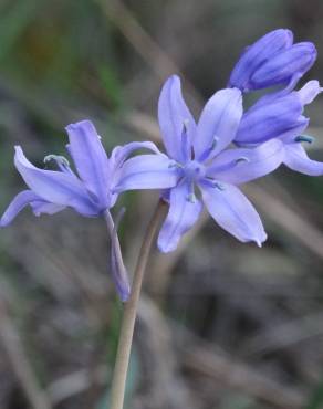 Fotografia 10 da espécie Hyacinthoides paivae no Jardim Botânico UTAD