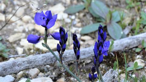 Fotografia da espécie Polygala microphylla