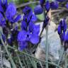 Fotografia 6 da espécie Polygala microphylla do Jardim Botânico UTAD