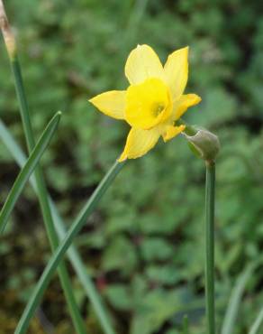 Fotografia 9 da espécie Narcissus rupicola no Jardim Botânico UTAD