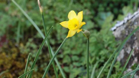 Fotografia da espécie Narcissus rupicola