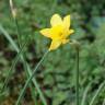 Fotografia 9 da espécie Narcissus rupicola do Jardim Botânico UTAD