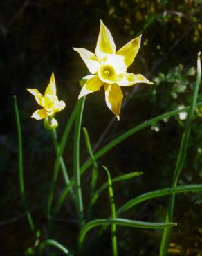 Fotografia 10 da espécie Narcissus rupicola no Jardim Botânico UTAD