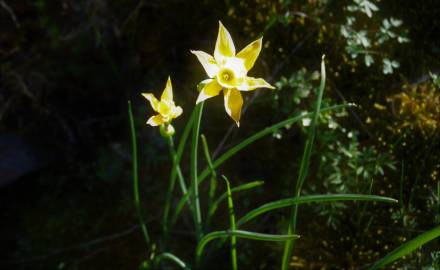 Fotografia da espécie Narcissus rupicola