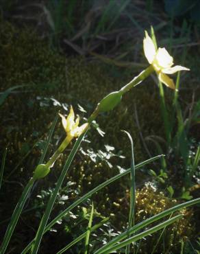 Fotografia 11 da espécie Narcissus rupicola no Jardim Botânico UTAD