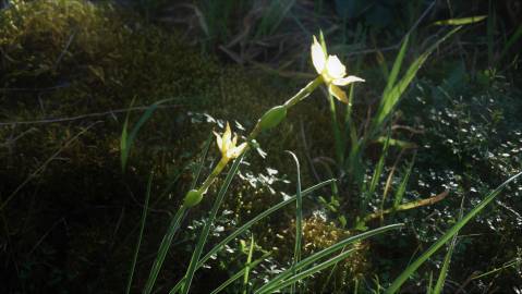 Fotografia da espécie Narcissus rupicola