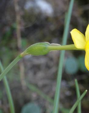 Fotografia 12 da espécie Narcissus rupicola no Jardim Botânico UTAD