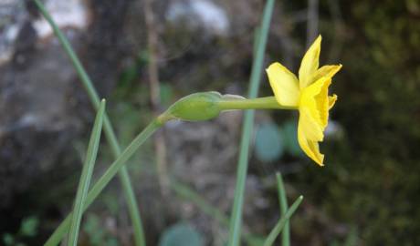 Fotografia da espécie Narcissus rupicola