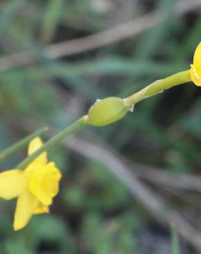 Fotografia 13 da espécie Narcissus rupicola no Jardim Botânico UTAD