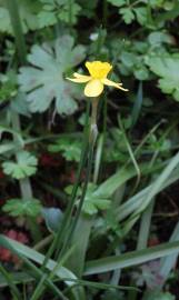 Fotografia da espécie Narcissus rupicola