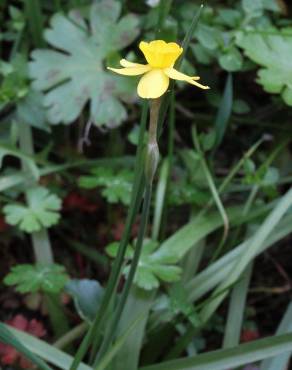 Fotografia 14 da espécie Narcissus rupicola no Jardim Botânico UTAD