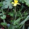 Fotografia 14 da espécie Narcissus rupicola do Jardim Botânico UTAD