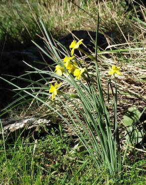 Fotografia 15 da espécie Narcissus rupicola no Jardim Botânico UTAD
